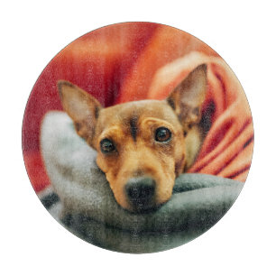 Cutest Baby djur Miniature Pinscher