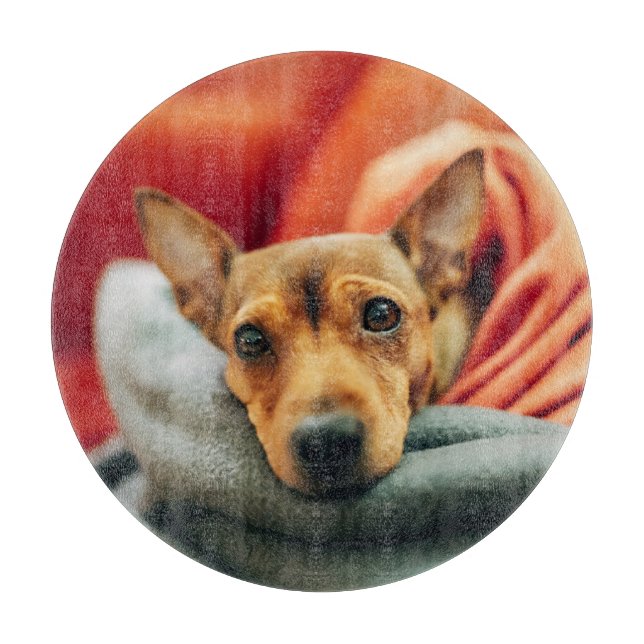 Cutest Baby djur | Miniature Pinscher (Framsidan)