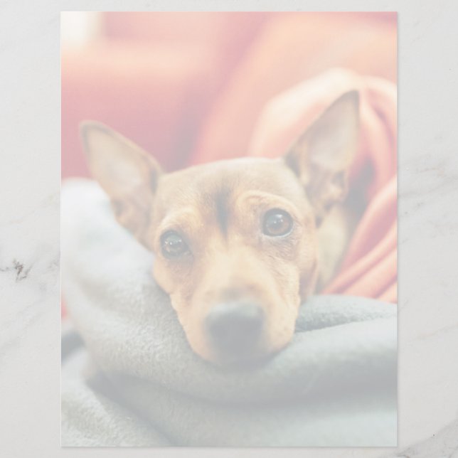 Cutest Baby djur | Miniature Pinscher (Framsida)