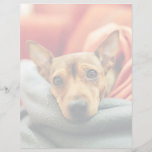 Cutest Baby djur Miniature Pinscher