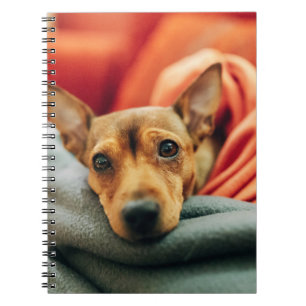 Cutest Baby djur Miniature Pinscher Anteckningsbok