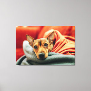 Cutest Baby djur Miniature Pinscher Canvastryck
