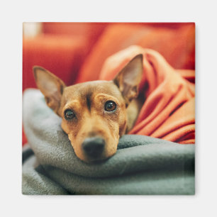 Cutest Baby djur Miniature Pinscher Magnet