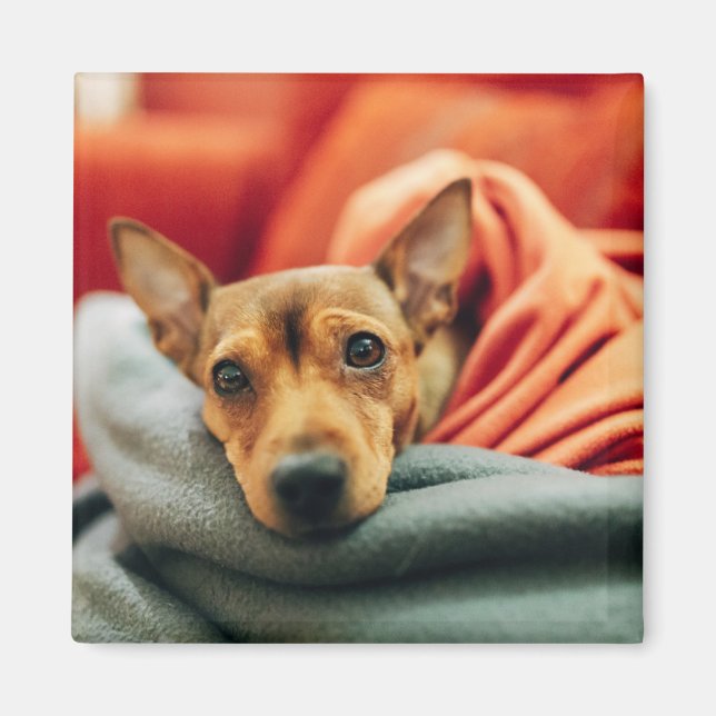 Cutest Baby djur | Miniature Pinscher Magnet (Framsidan)