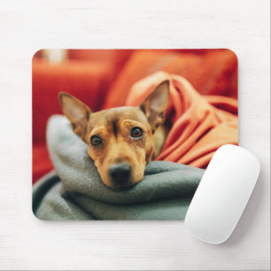 Cutest Baby djur Miniature Pinscher Musmatta