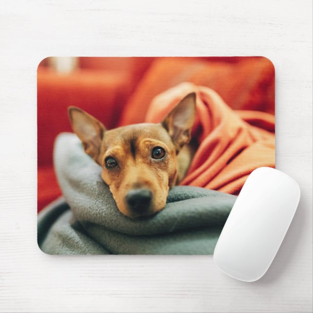 Cutest Baby djur | Miniature Pinscher Musmatta (Med mus)