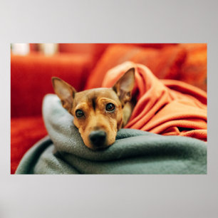 Cutest Baby djur Miniature Pinscher Poster