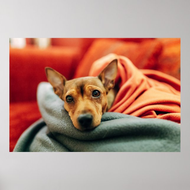 Cutest Baby djur | Miniature Pinscher Poster (Framsidan)