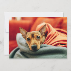 Cutest Baby djur Miniature Pinscher Tack Kort