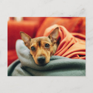 Cutest Baby djur Miniature Pinscher Vykort