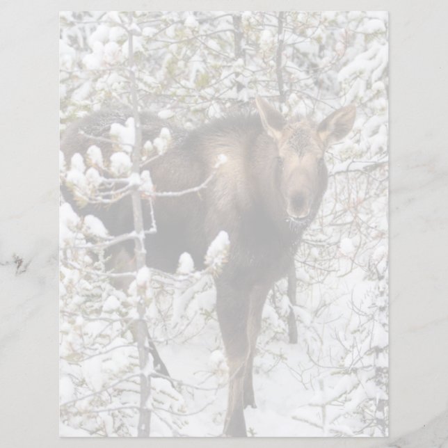 Cutest Baby djur | Moose Calf (Framsida)