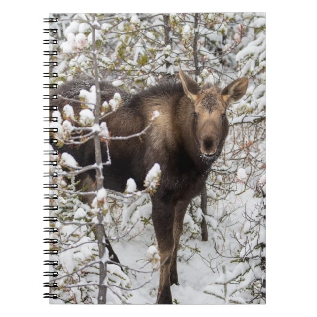 Cutest Baby djur | Moose Calf Anteckningsbok (Framsidan)