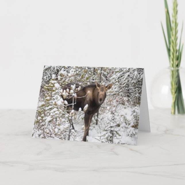 Cutest Baby djur | Moose Calf Kort (Framsida)