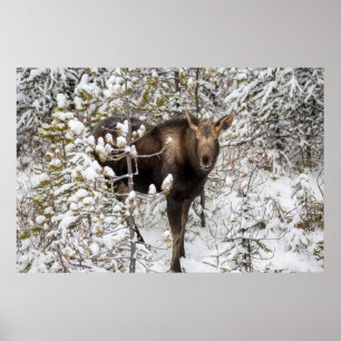 Cutest Baby djur Moose Calf Poster