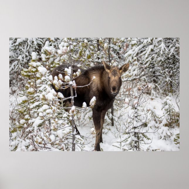 Cutest Baby djur | Moose Calf Poster (Framsidan)