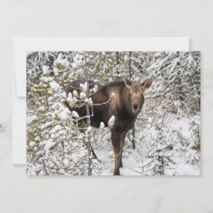 Cutest Baby djur Moose Calf Tack Kort