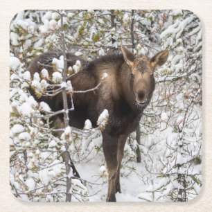 Cutest Baby djur Moose Calf Underlägg Papper Kvadrat