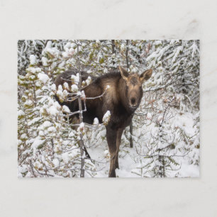 Cutest Baby djur Moose Calf Vykort