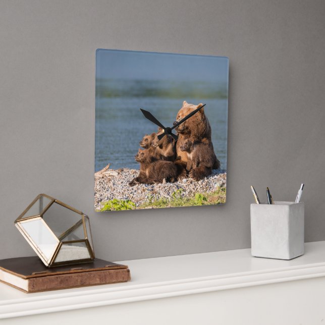 Cutest Baby djur | Mor Björn och Unge Fyrkantig Klocka (Kontor)