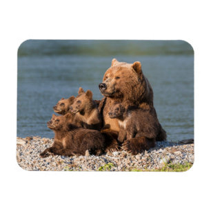 Cutest Baby djur Mor Björn och Unge Magnet