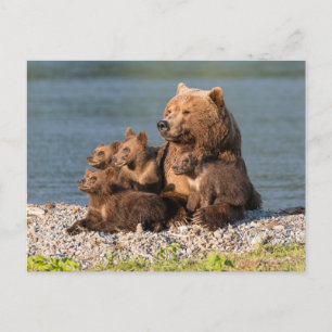 Cutest Baby djur   Mor Björn och Unge Vykort