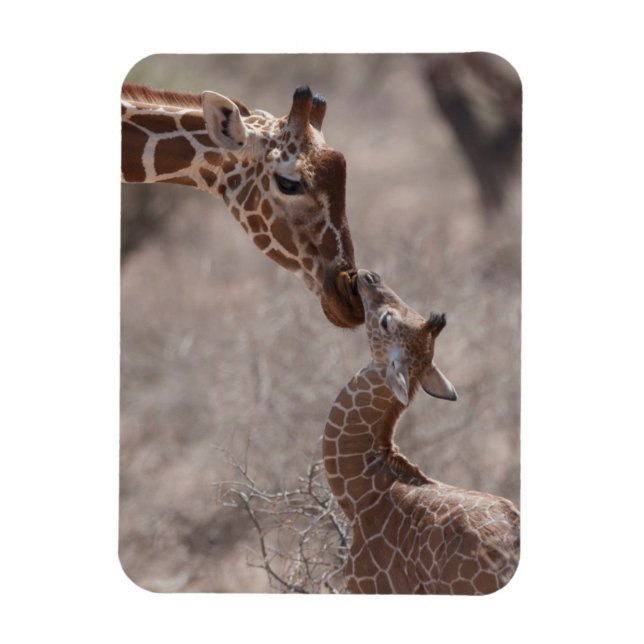 Cutest Baby djur | Mor och Baby Giraffe Magnet (Vertikal)
