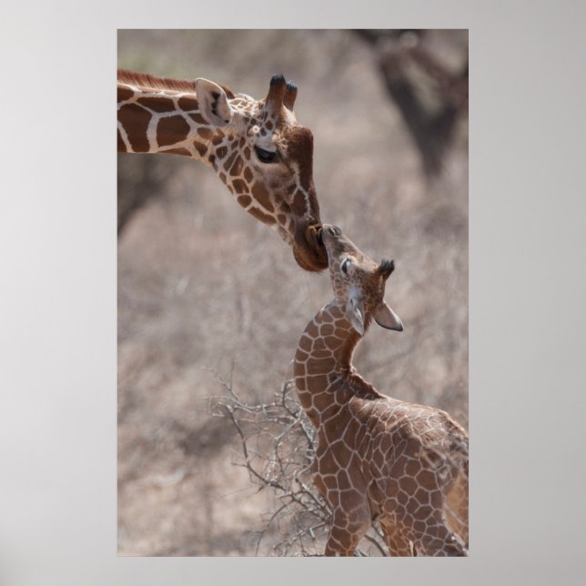 Cutest Baby djur | Mor och Baby Giraffe Poster (Framsidan)