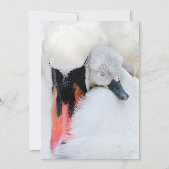 Cutest Baby djur | Mor och Baby Mute Svan Tack Kort (Framsida)