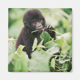 Cutest Baby djur Mountain Gorilla Baby Magnet