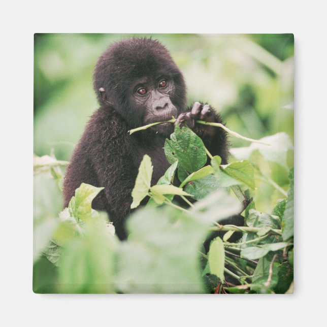 Cutest Baby djur | Mountain Gorilla Baby Magnet (Framsidan)