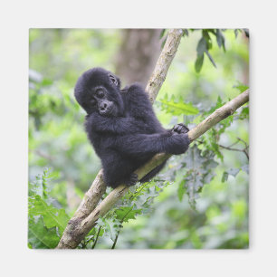 Cutest Baby djur Mountain Gorilla Baby Magnet