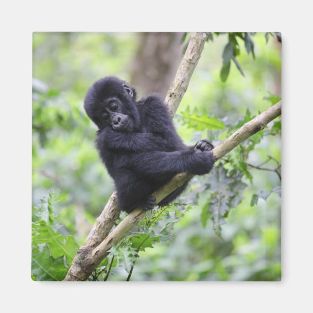 Cutest Baby djur | Mountain Gorilla Baby Magnet (Framsidan)