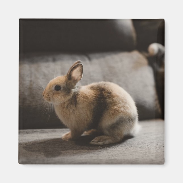 Cutest Baby djur | Nederländerna Dwarf Rabbit Magnet (Framsidan)