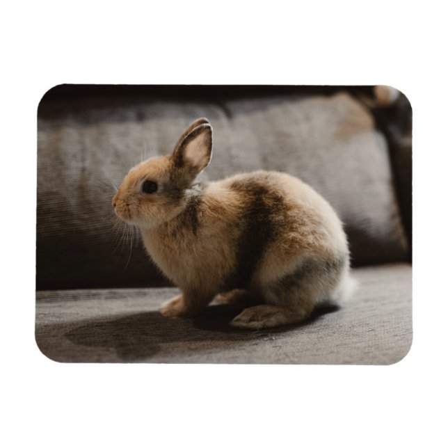 Cutest Baby djur | Nederländerna Dwarf Rabbit Magnet (Horisontell)