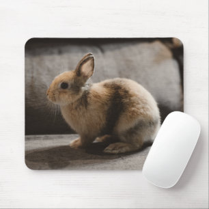Cutest Baby djur Nederländerna Dwarf Rabbit Musmatta