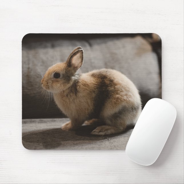 Cutest Baby djur | Nederländerna Dwarf Rabbit Musmatta (Med mus)