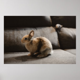 Cutest Baby djur Nederländerna Dwarf Rabbit Poster