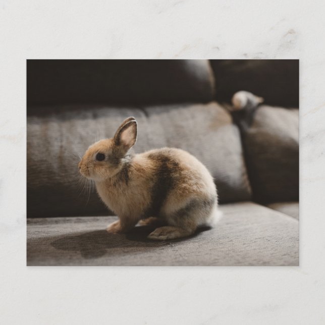 Cutest Baby djur | Nederländerna Dwarf Rabbit Vykort (Framsida)
