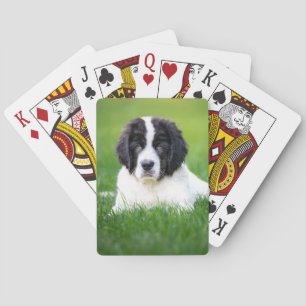 Cutest Baby djur Newfoundland Puppy Casinokort