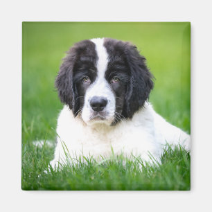 Cutest Baby djur Newfoundland Puppy Magnet