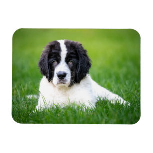 Cutest Baby djur Newfoundland Puppy Magnet