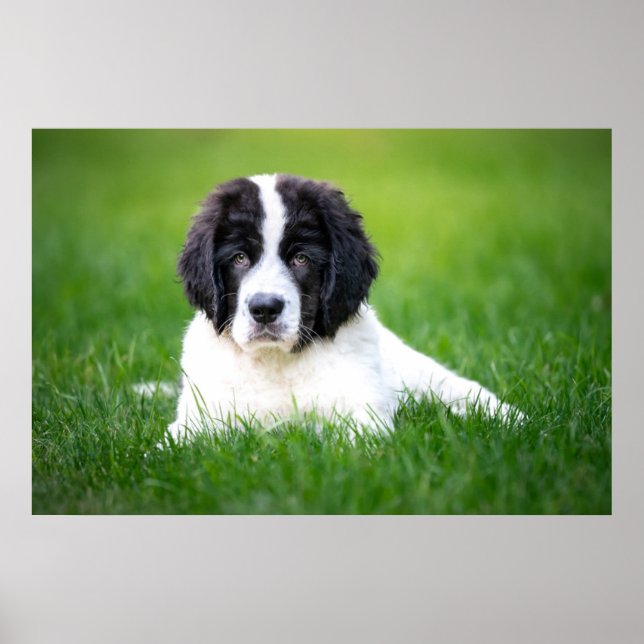 Cutest Baby djur | Newfoundland Puppy Poster (Framsidan)
