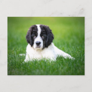 Cutest Baby djur Newfoundland Puppy Vykort