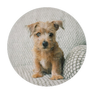 Cutest Baby djur Norfolk Terrier Puppy