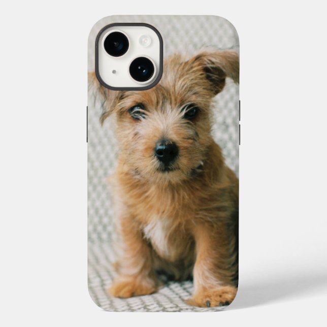 Cutest Baby djur | Norfolk Terrier Puppy (Baksida)