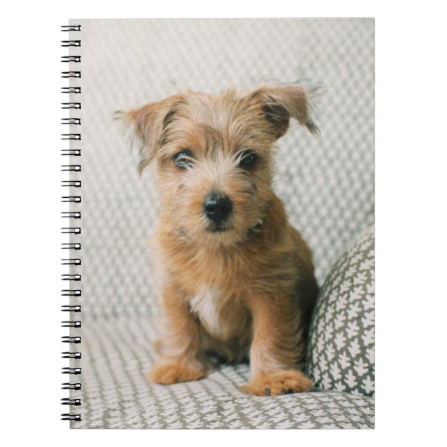 Cutest Baby djur | Norfolk Terrier Puppy Anteckningsbok (Framsidan)