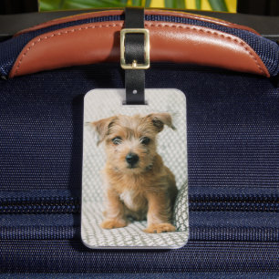 Cutest Baby djur Norfolk Terrier Puppy Bagagebricka