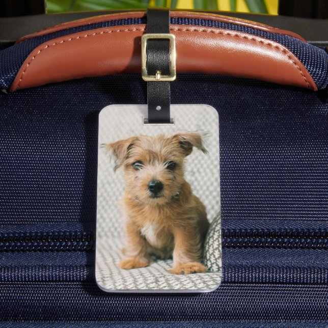 Cutest Baby djur | Norfolk Terrier Puppy Bagagebricka (Framsida Insitu 2)