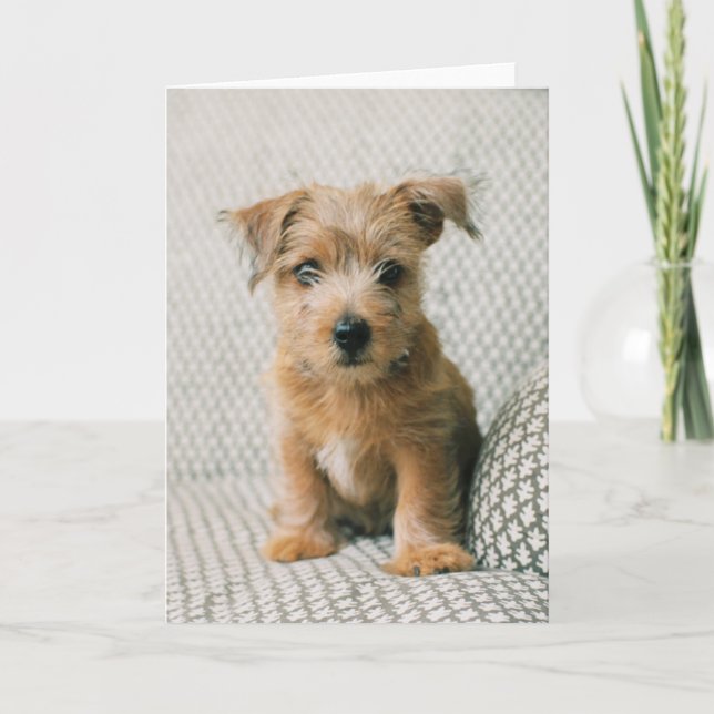 Cutest Baby djur | Norfolk Terrier Puppy Kort (Framsida)