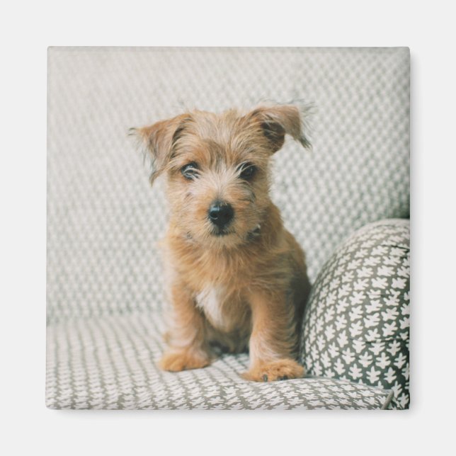 Cutest Baby djur | Norfolk Terrier Puppy Magnet (Framsidan)
